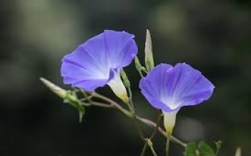 Tất cả chúng ta đều mong ước được hạnh phúc